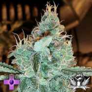 Gage Green Seeds Aloha Grape Stomper